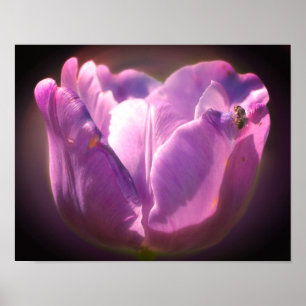 Lavendel Tulip mit winziger Beere Nah Poster
