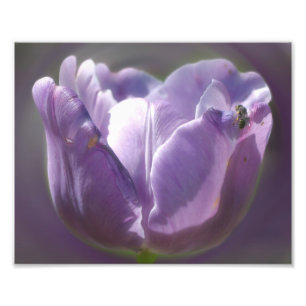 Lavendel Tulip mit winziger Biene 8x10 Fotodruck