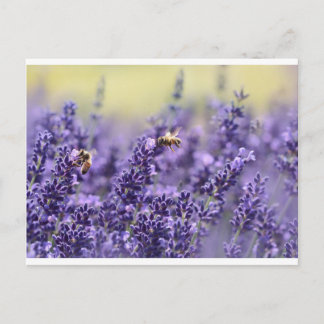 Lavendel und Bienen Postkarte