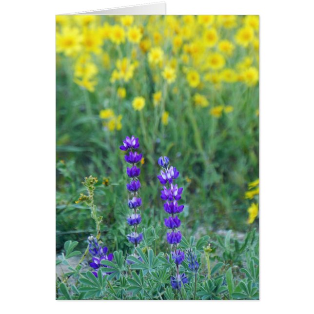 Lavendel und Gelbblüte (Vorne)