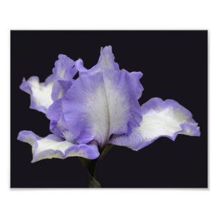 Lavendel- und Weißbärentechnik Iris-Blume 8x10 Fotodruck