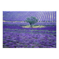Lavendel, Vence, Provence, Frankreich