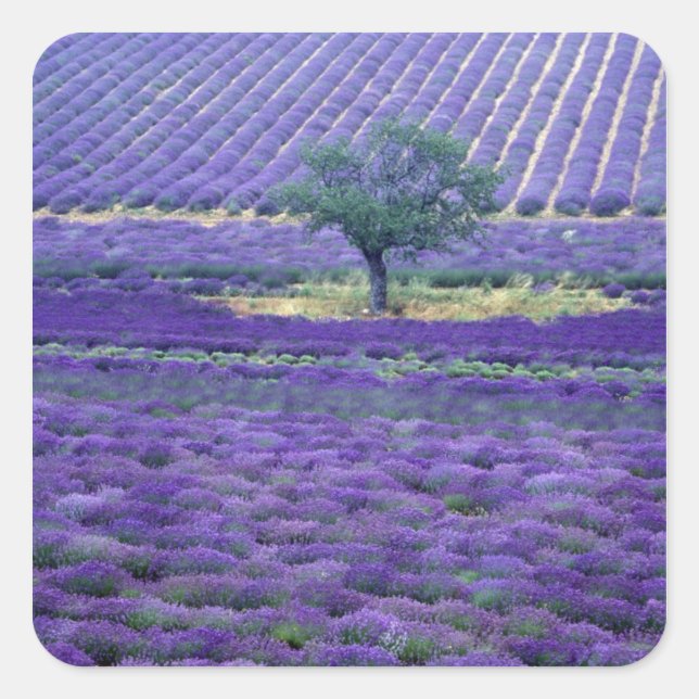 Lavendel, Vence, Provence, Frankreich Quadratischer Aufkleber (Vorderseite)