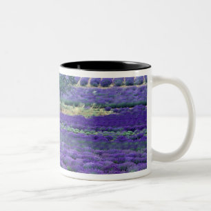 Lavendel, Vence, Provence, Frankreich Zweifarbige Tasse