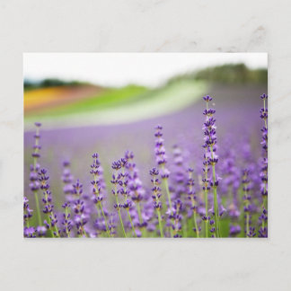 Lavendel VI Postkarte