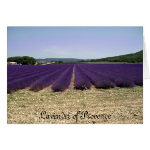 Lavendel von Provence