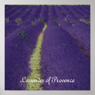 Lavendel von Provence Poster