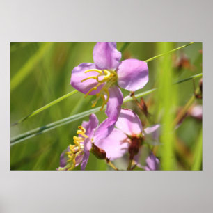 Lavendel wild Blume Poster