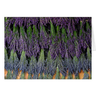 Lavendel zum Trocknen