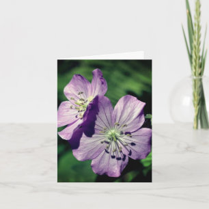 Lavendel Zwillinge Geranien Blumen Fotografie