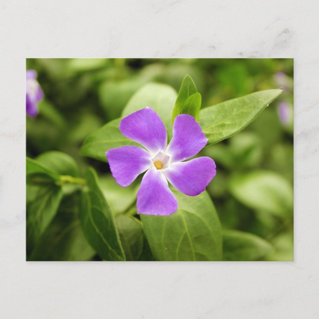Lavendelblau Postkarte (Vorderseite)