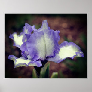 Lavendelblume und Blume der Weißbärenblume Poster