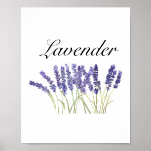 Lavendelblüten Aquarell Kräuter lila chic Poster