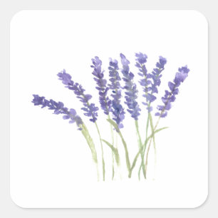 Lavendelblüten Aquarell rustikale Kräuter quadrati Quadratischer Aufkleber