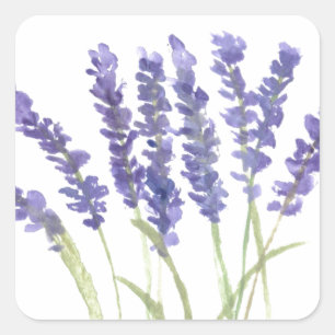 Lavendelblüten Aquarell rustikale Kräuter Quadratischer Aufkleber