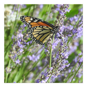 Lavendelblüten- und Monarchfalter-Fotografie Fotodruck