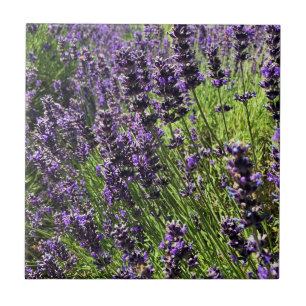 Lavendelfarm Fliese