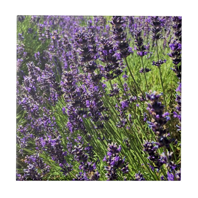 Lavendelfarm Fliese (Vorderseite)