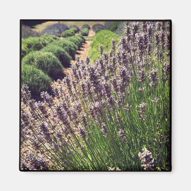 Lavendelfarm Magnet (Vorne)