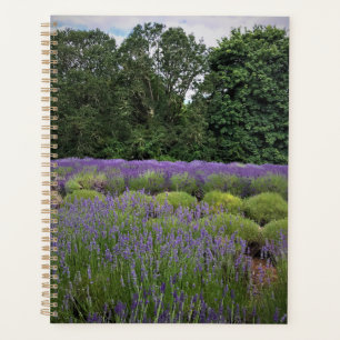 Lavendelfarm Planer