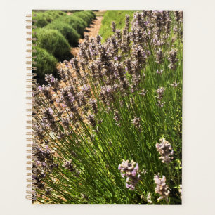 Lavendelfarm Planer