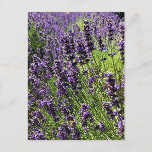 Lavendelfarm Postkarte