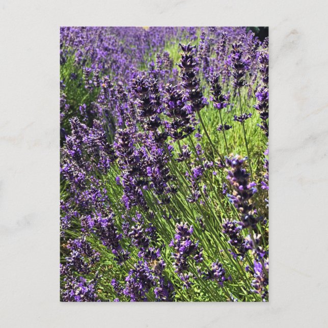 Lavendelfarm Postkarte (Vorderseite)