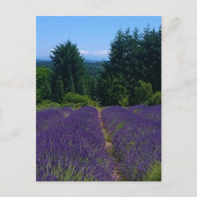 Lavendelfarm Postkarte (Vorderseite)