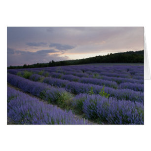 Lavendelfeld am Sonnenuntergang