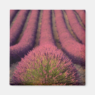 Lavendelfeld in der Haute-Provence, Frankreich 2 Magnet