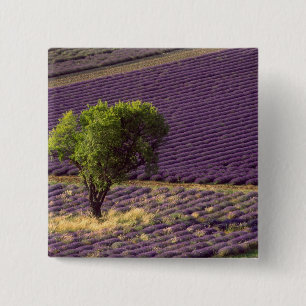 Lavendelfeld in der Haute-Provence, Frankreich Button