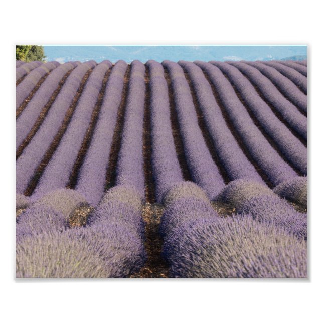 Lavendelfeld in der Provence Fotodruck (Vorne)
