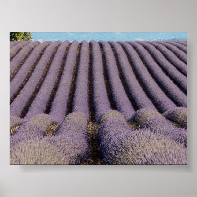 Lavendelfeld in der Provence Poster (Vorne)