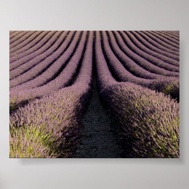Lavendelfeld in der Provence Poster (Vorne)
