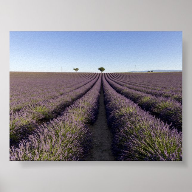 Lavendelfeld in Provence Poster (Vorne)