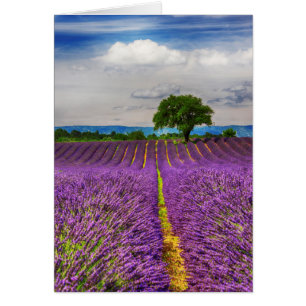 Lavendelfeld landschaftlich, Frankreich