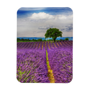Lavendelfeld landschaftlich, Frankreich Magnet