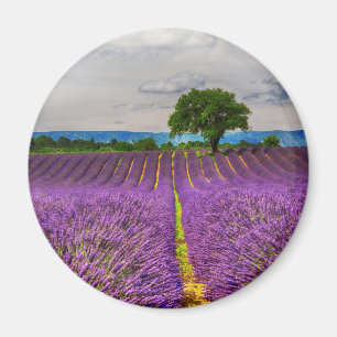 Lavendelfeld landschaftlich, Frankreich Magnet