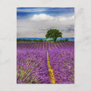 Lavendelfeld landschaftlich, Frankreich Postkarte