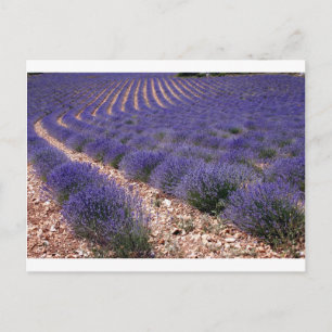Lavendelfeld Postkarte