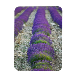 Lavendelfeld, Provence, Frankreich Magnet