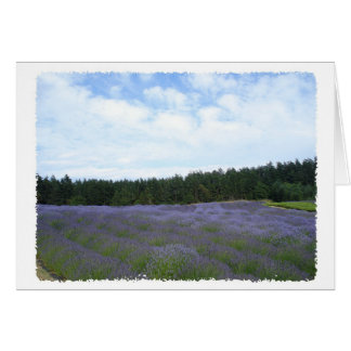 Lavendelfelder
