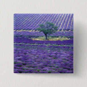 Lavendelfelder, Vence, Provence, Frankreich Button