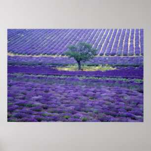 Lavendelfelder, Vence, Provence, Frankreich Poster
