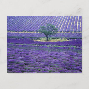Lavendelfelder, Vence, Provence, Frankreich Postkarte