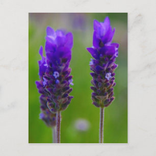 Lavendelflora Postkarte