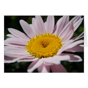 Lavendelgänseblümchen