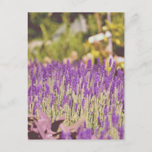 Lavendelgarten-Fotodruck Postkarte