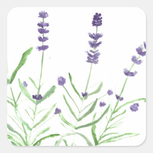 Lavendelkraut botanisches Aquarell lila rustikal Quadratischer Aufkleber
