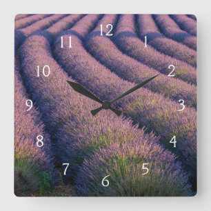 Lavendelreihen in der Provence Quadratische Wanduhr
